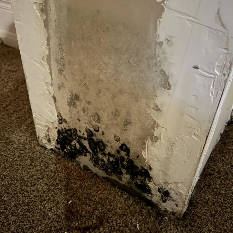 Professional Mold Removal in Blue Ridge, AL
